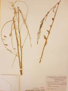 Herbarium Sheet of SD 230205

